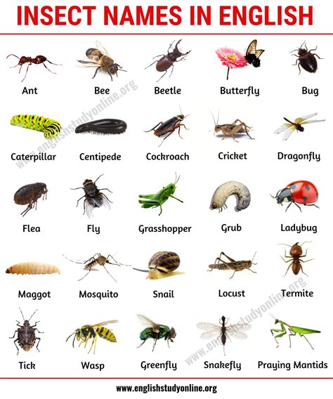 insect ang|Insect Ang .